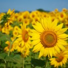 Sunny Morning